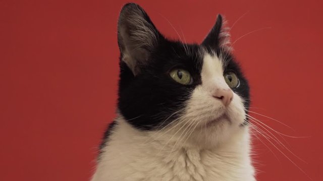 gato europe cabeza felino tierno