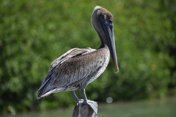 Standing Solo Brown Pelican