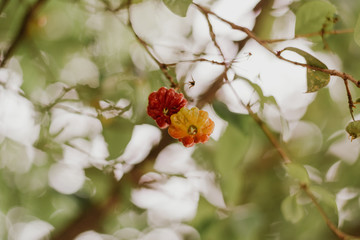 branch of a tree with cherry