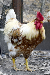 Cock on the farm, poultry farming. Rooster close up, cock-a-doodle-doo. Rooster who isn't a free range bird is caged up.