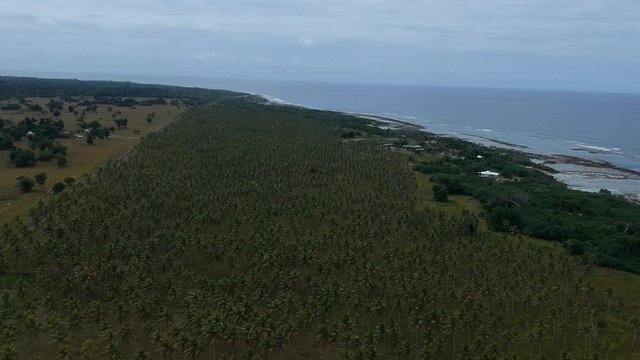 Aerial view of a large village palm plantation growing near the coastline of a remote tropical island in the Pacific ocean