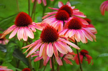 Obraz premium red flowers in the garden