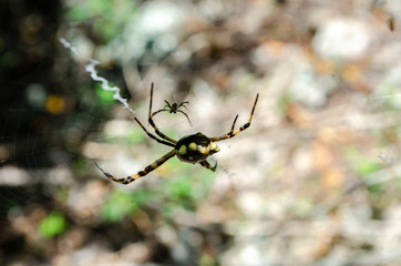 Rear Of A Silver Argiope 