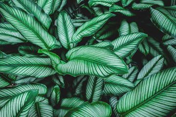 Naklejka na ściany i meble Calathaea picturata, abstract green leaf texture, nature background, tropical leaf