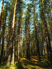 autumn landscape. yellow trees . blue sky.