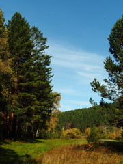 Obraz premium autumn landscape. yellow trees . blue sky.