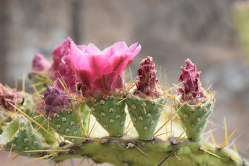 hormiga en flor de nopal