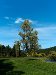 Fototapeta na wymiar autumn landscape. yellow trees . blue sky.