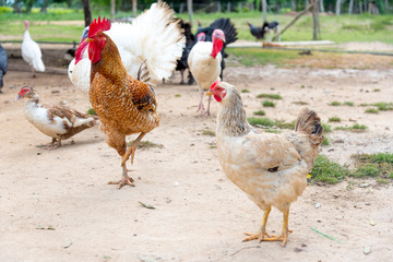 Hen and rooster with several turkeys in the backyard of a farm. Colombia