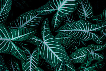 Plakat tropical leaves, abstract green leaves pattern texture, nature background