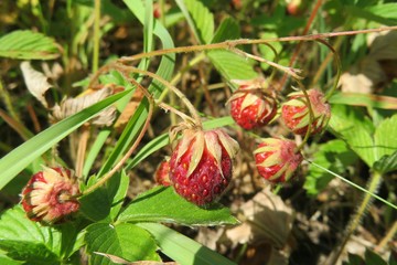Wildstrawberries growing in the meadow, closeup