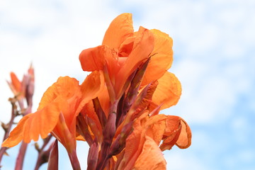 Fototapeta na wymiar 大きな花　オレンジ色