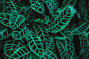 abstract green leaves pattern texture, nature background, tropical leaves