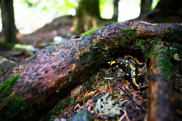 yellow spotted salamander in forest