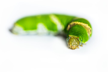 Caterpillar worm green on white background close up