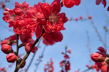 左上に赤い梅をアップ