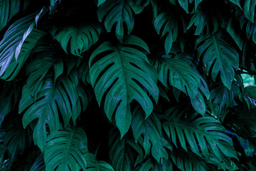 Naklejka na ściany i meble green monstera leaf background, tropical leaf, abstract green leaf texture