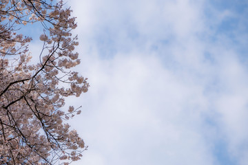 左に桜の木、右は空と雲のコピースペース