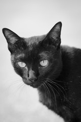 Black cat staring eyes commitment.