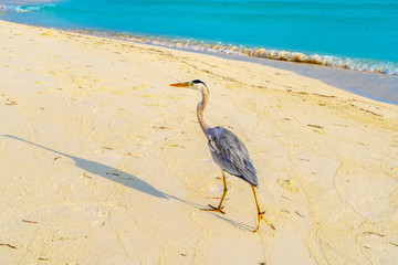 white birds with ocean and sea background in Maldives