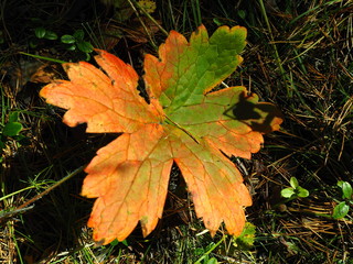 bright red-yellow autumn leaves on a tree branch