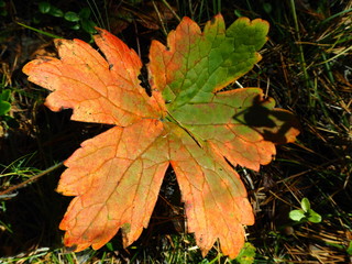 bright red-yellow autumn leaves on a tree branch