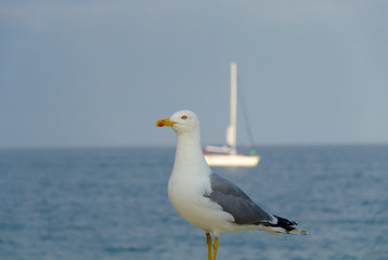 Seagull on the beach on the background of a yacht in summer