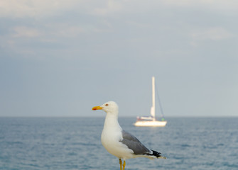 Seagull on the beach on the background of a yacht in summer