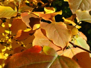 Naklejka na ściany i meble yellow-green autumn leaves on a tree branch