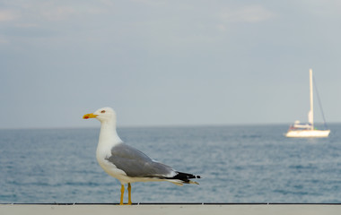 Seagull on the parapet by the sea in summer.