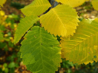 yellow-green autumn leaves on a tree branch