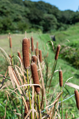 bulrush Typha latifolia in Karatsu, japan