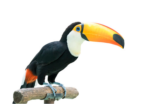 Colorful Toucan Bird Profile photo