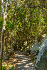 Bush path in Burleigh Heads, Gold Coast