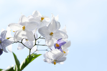 Fototapeta na wymiar 白い花　ヤマホロシ