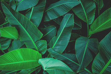 tropical banana leaf texture, abstract green banana leaf, large palm foliage nature dark green...