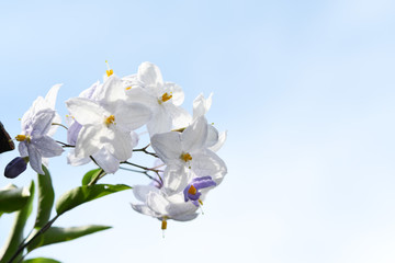 Obraz na płótnie Canvas 白い花　ヤマホロシ