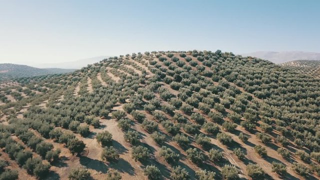 Aerial video shots from Olive Farms Spain in 4K