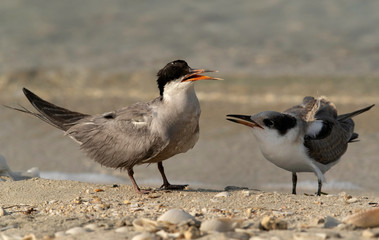 White-cheeked tern feeding her chick at Busaiteen beach, Bahrain