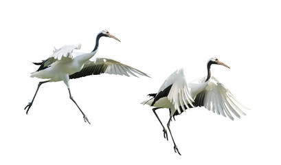 Red-Crowned crane isolated on white