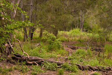 Fototapeta premium A kangaroo walking in the forest in Coombabah, Gold Coast