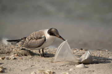 White-cheeked tern chick and plastic dump at Busaiteen beach, Bahrain