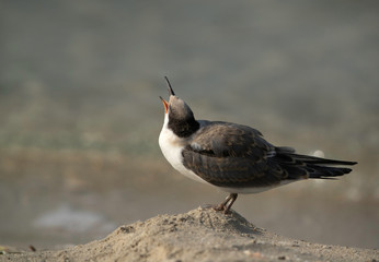 White-cheeked tern chick looking up to her mother at Busaiteen beach, Bahrain