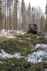 Image of logger rides through forest after felling