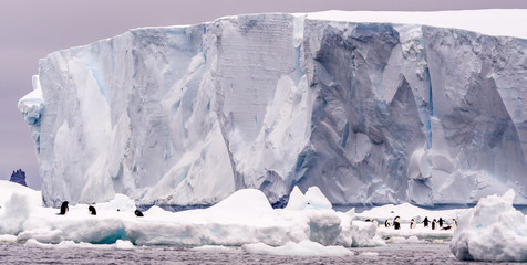 Adelie penguins on ice in with a tabular iceberg in the background