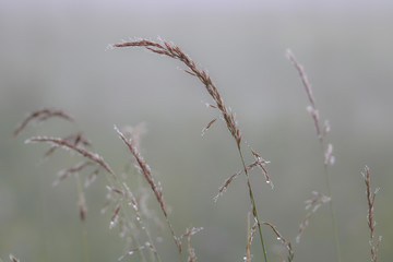 Gräser im Nebel