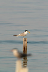 Greater crested tern perched  on wooden log at Busiateen coast of Bahrain