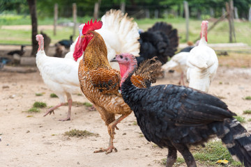 Red rooster and turkeys living together in a farm . Colombia
