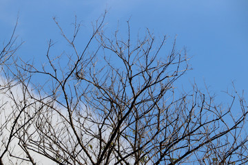 Dry tree branch on blue sky background , silhouette