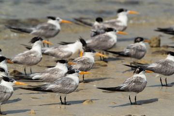 Fototapeta na wymiar A flock of Greater crested terns resting at Busaiteen coast of Bahrain